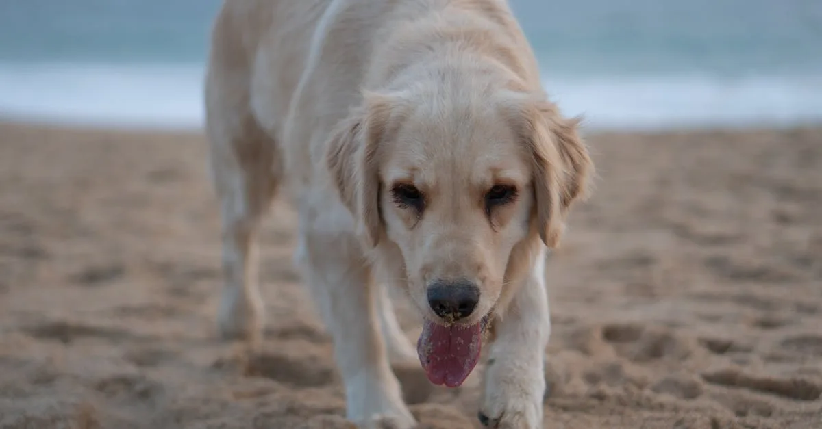 découvrez les causes possibles et les solutions pour un chien boitant. conseils vétérinaires pour soulager votre animal et améliorer sa mobilité.