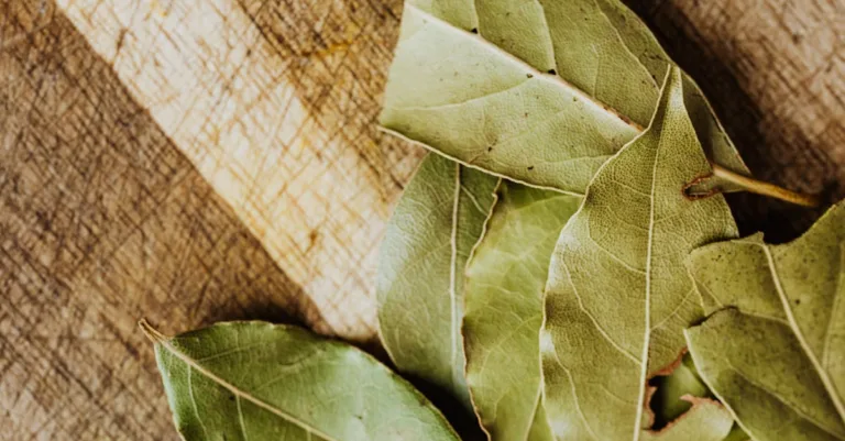découvrez les bienfaits et utilisations du laurier, une herbe aromatique essentielle en cuisine et en phytothérapie.