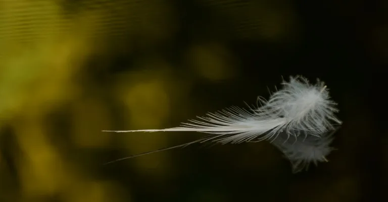 webfeather : votre solution légère et efficace pour la création de sites web modernes et performants. découvrez des outils innovants pour un développement simplifié.