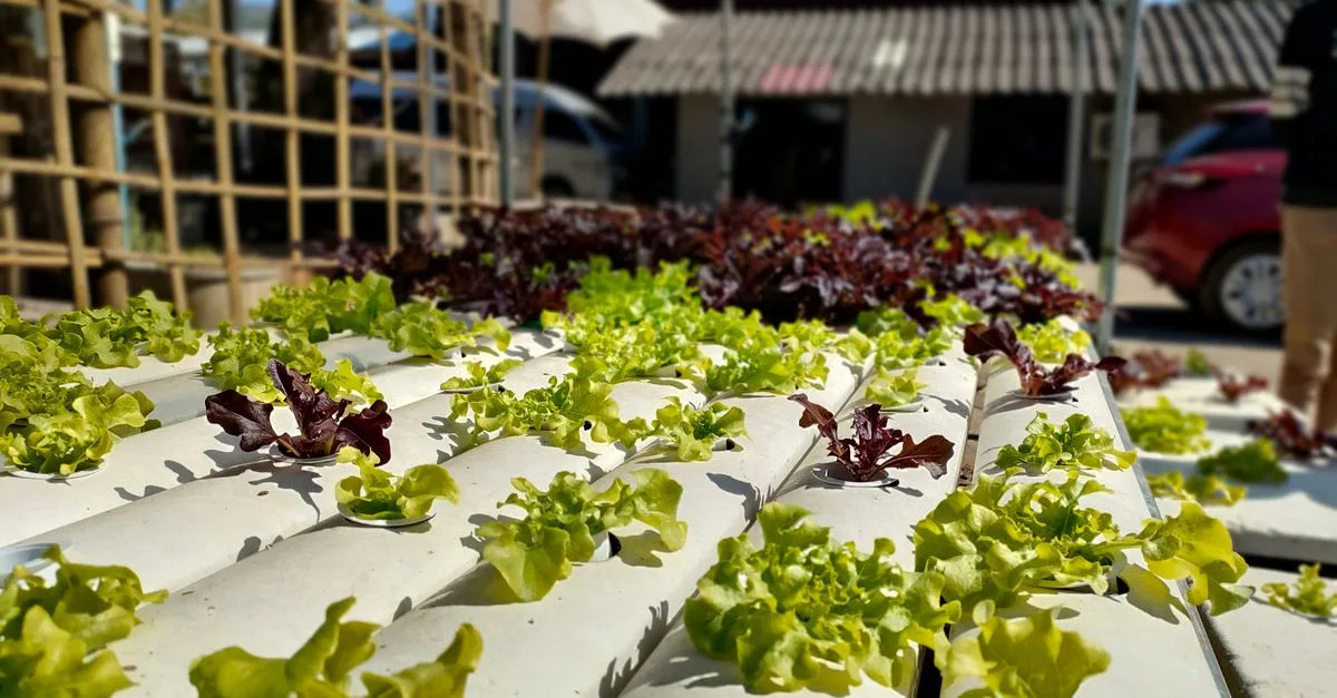découvrez l'aquaponie, une méthode innovante et durable combinant l'aquaculture et la culture hydroponique pour produire des aliments frais tout en préservant l'environnement.