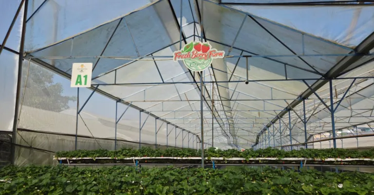 découvrez les pratiques innovantes de l'agriculture écologique pour un avenir durable et respectueux de l'environnement.
