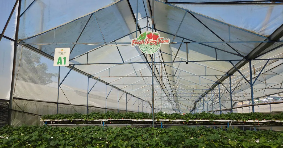 découvrez les pratiques innovantes de l'agriculture écologique pour un avenir durable et respectueux de l'environnement.