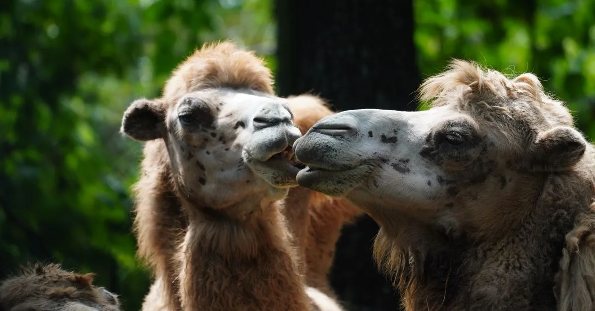 découvrez ce qu'est le camel toe, phénomène vestimentaire souvent discuté dans la mode et la culture populaire. guide d'explications et conseils pour bien choisir ses vêtements.