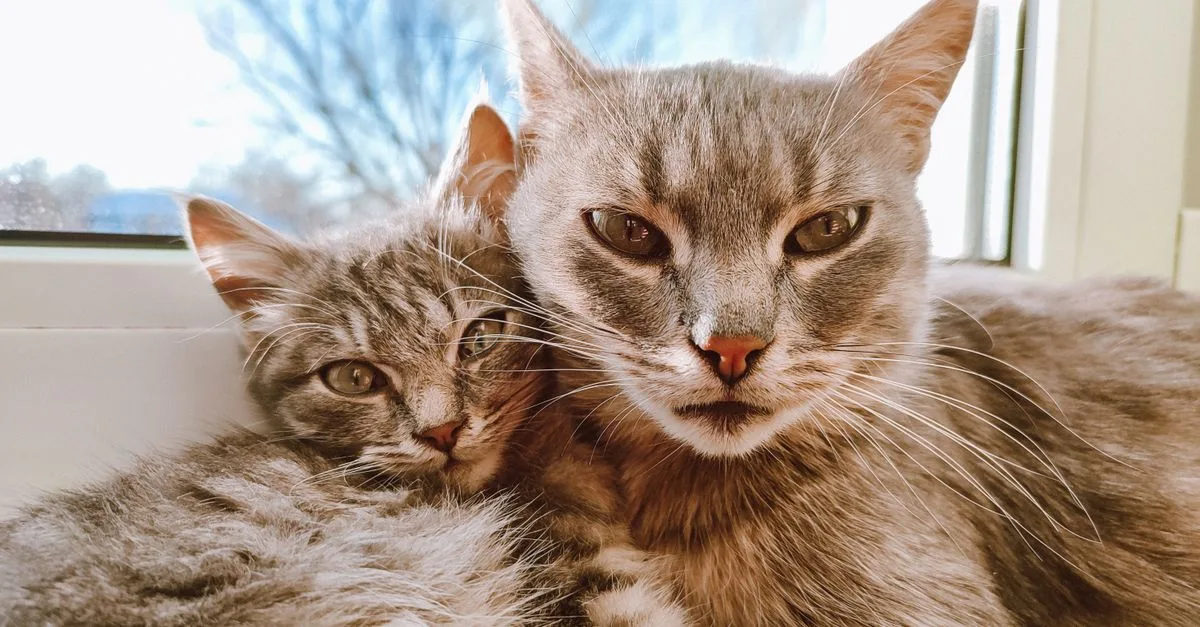 conseils pour une cohabitation harmonieuse entre chats : astuces pratiques pour favoriser leur entente et un environnement paisible.