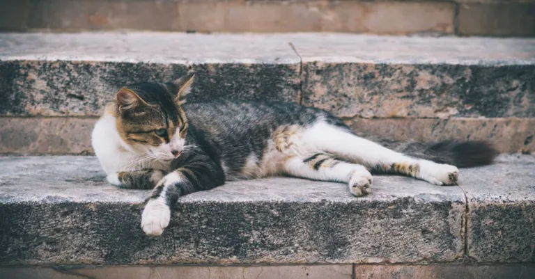 découvrez nos conseils pratiques pour une cohabitation harmonieuse entre chats, afin d'assurer paix et bien-être à vos compagnons à quatre pattes.