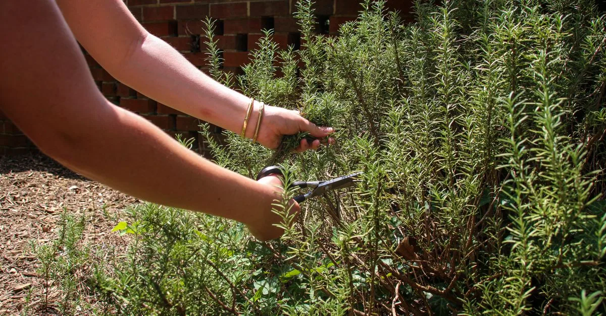 découvrez les meilleures techniques de taille pour vos plantes et arbres afin de favoriser leur croissance et leur santé.