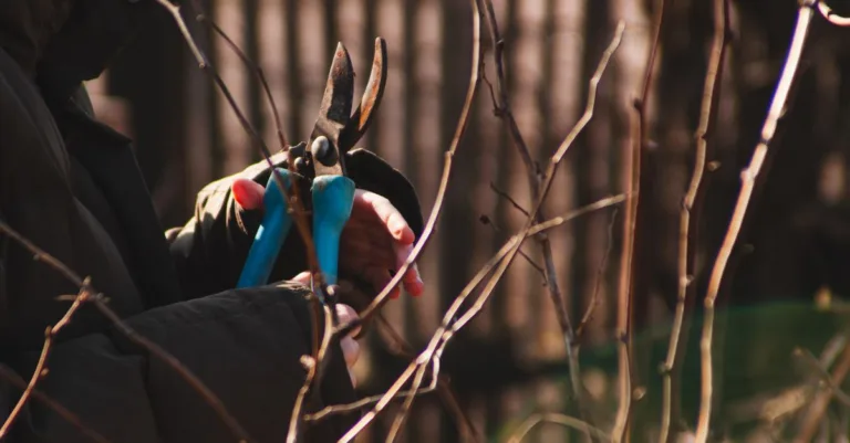 découvrez les meilleures techniques d'élagage pour entretenir vos arbres et arbustes, favoriser leur croissance et améliorer la santé de votre jardin.